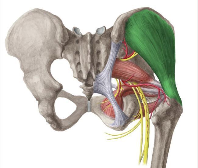 PETIT/MOYEN/GRAND GLUTEAL PETIT/MOYEN/GRAND GLUTEAL