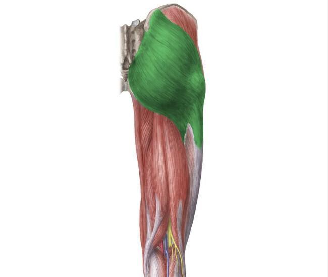 PETIT/MOYEN/GRAND GLUTEAL PETIT/MOYEN/GRAND GLUTEAL