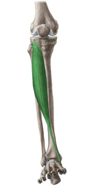 TIBIAL ANTERIEUR/POSTERIEUR