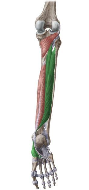 TIBIAL ANTERIEUR/POSTERIEUR TIBIAL ANTERIEUR/POSTERIEUR
