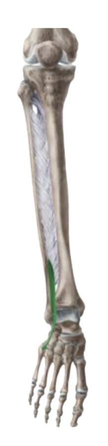 3 ème FIBULAIRE 3 ème FIBULAIRE