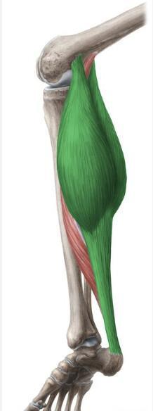 GASTROCNEMIENS