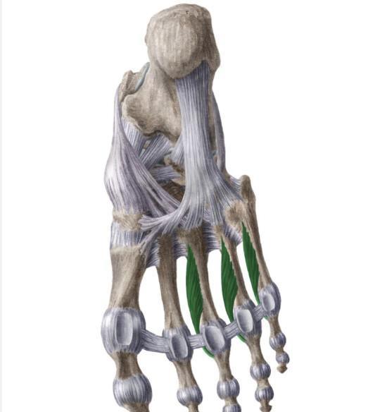 INTEROSSEUX DORSAUX ET PLANTAIRES INTEROSSEUX DORSAUX ET PLANTAIRES