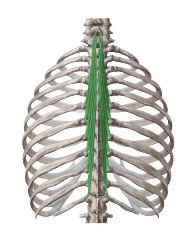 EPINEUX DE TETE/COU/THORAX EPINEUX DE TETE/COU/THORAX