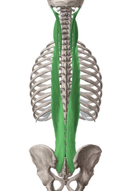 LONGISSIMUS TETE/COU/THORAX