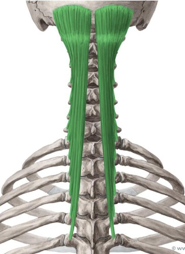 SEMI-EPINEUX TETE/COU/THORAX