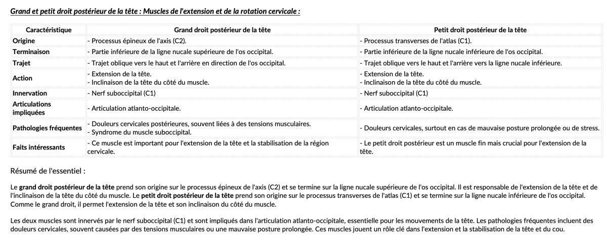 GRAND/PETIT DROIT POSTERIEUR DE LA TETE GRAND/PETIT DROIT POSTERIEUR DE LA TETE
