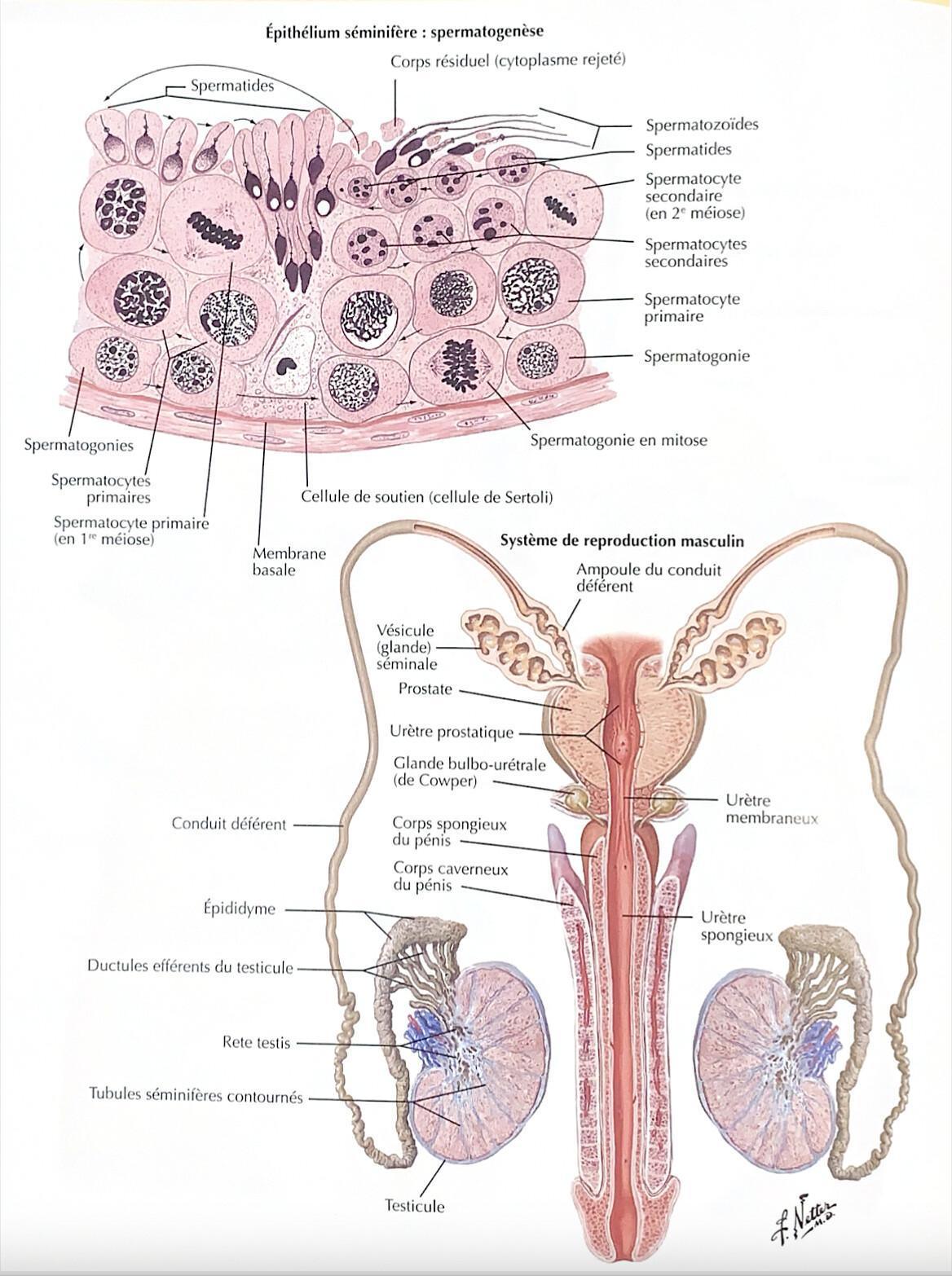 TESTICULES TESTICULES