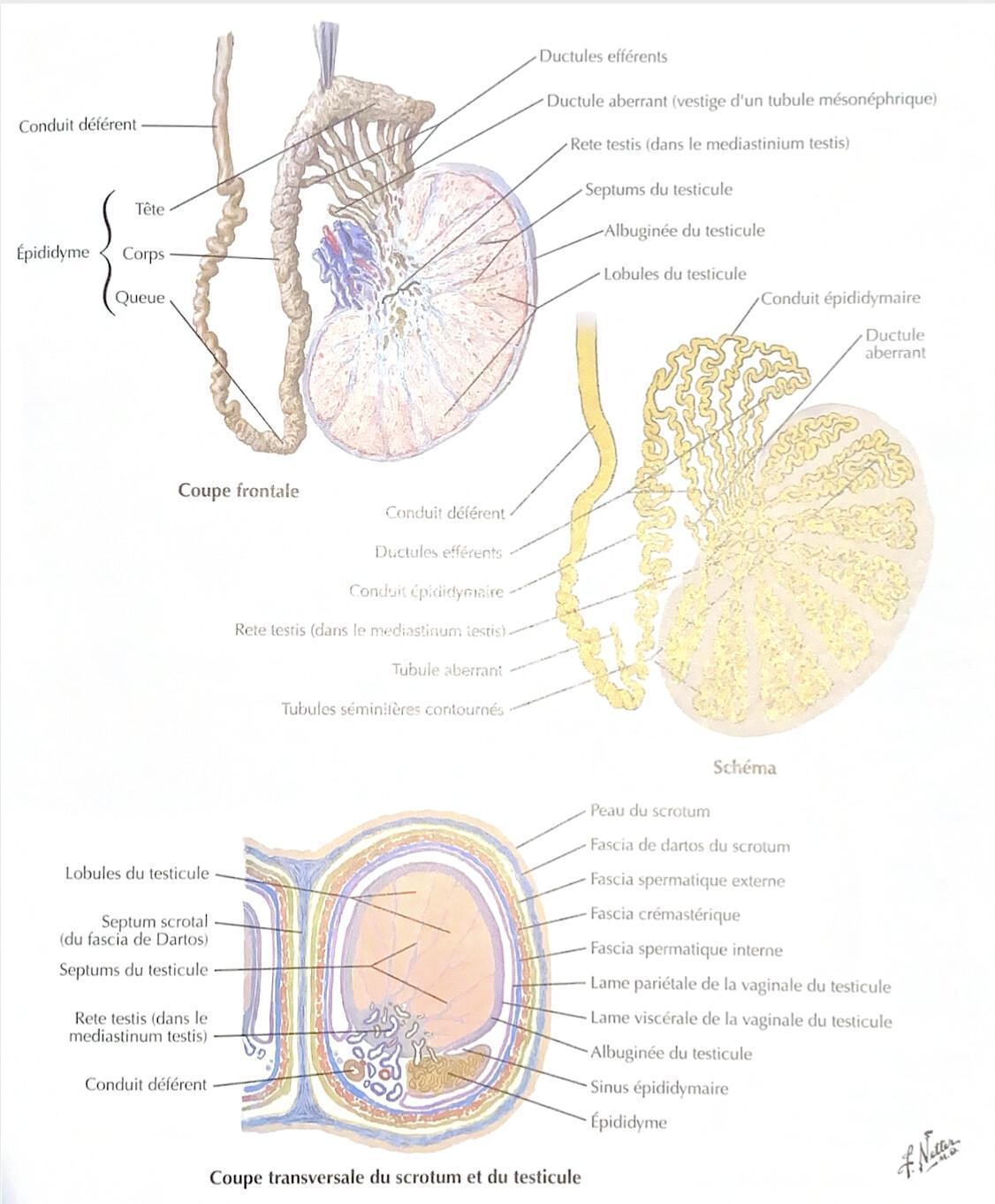 ÉPIDIDYMES ÉPIDIDYMES