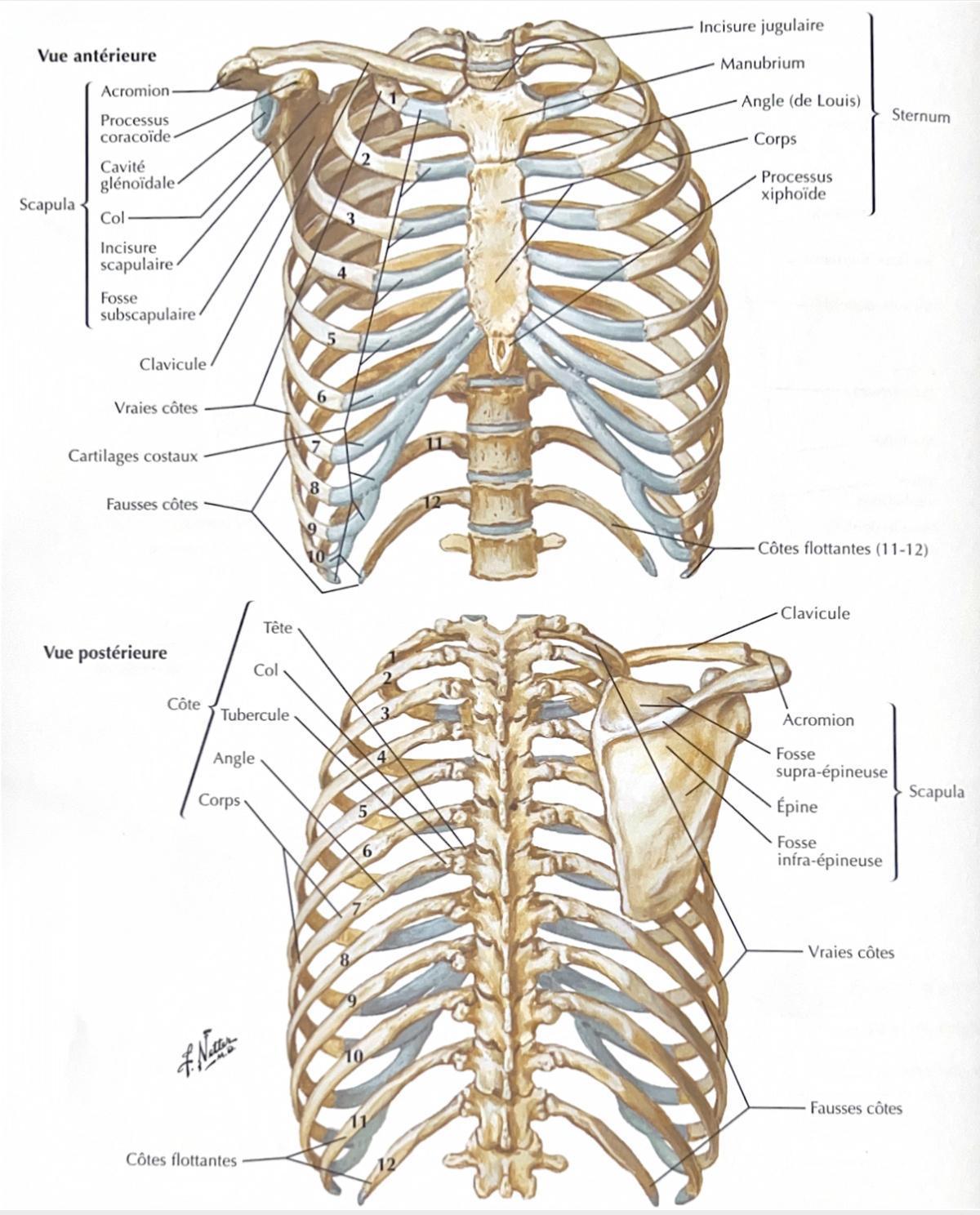 STERNUM STERNUM