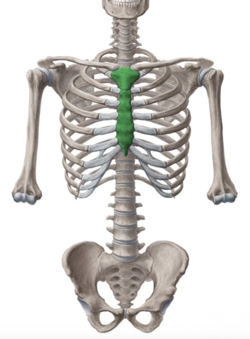 STERNUM