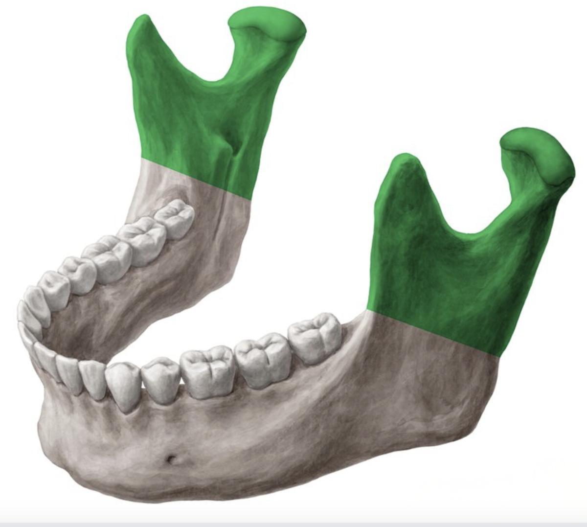 LA MANDIBULE LA MANDIBULE