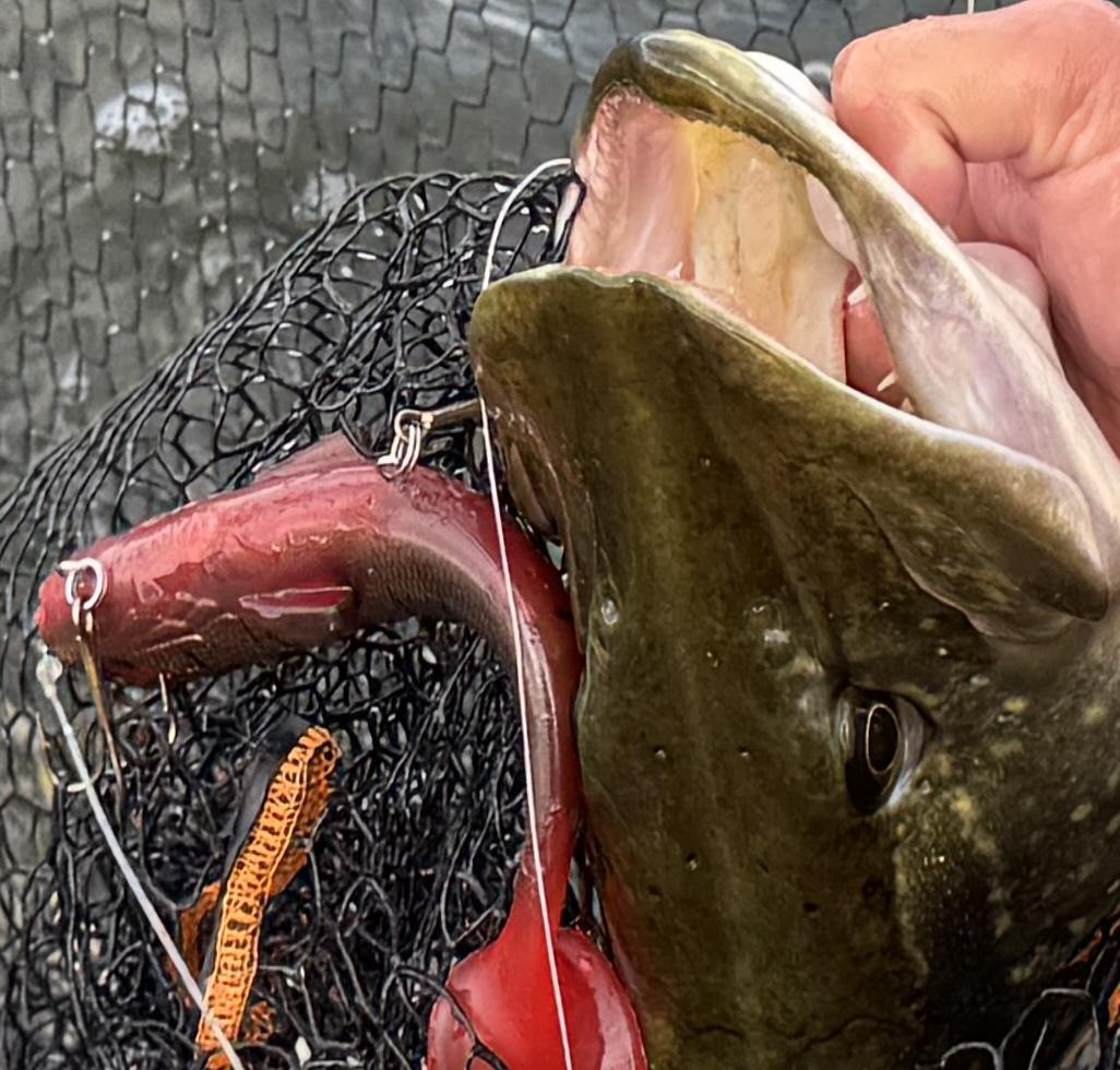 a pike devoured my Mustang