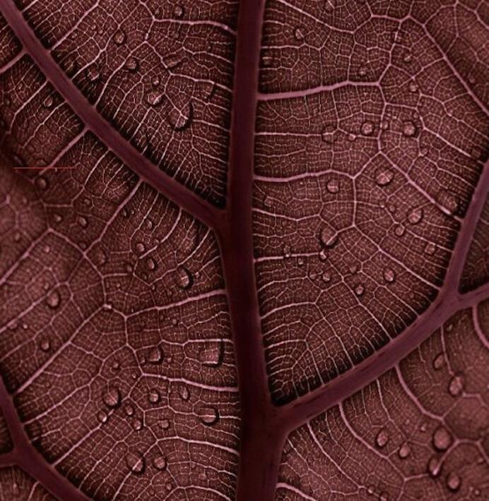 The Daily Hormone Cycle: Hormone Patterns That Could Be Draining Your Energy