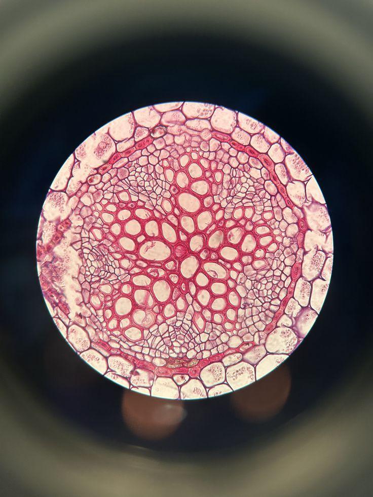 Strong Joints, Strong Life: How to Stay Mobile, Pain-Free, and Active at Any Age