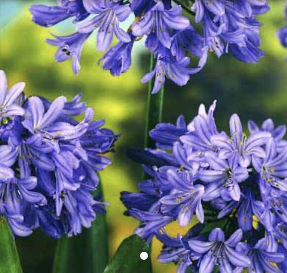 Agapanthus Agapanthus