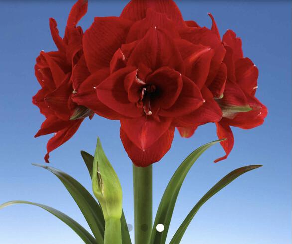 Amaryllis Amaryllis