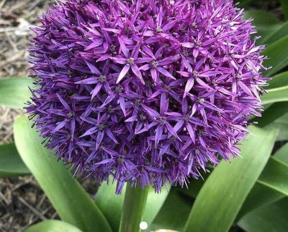 Allium