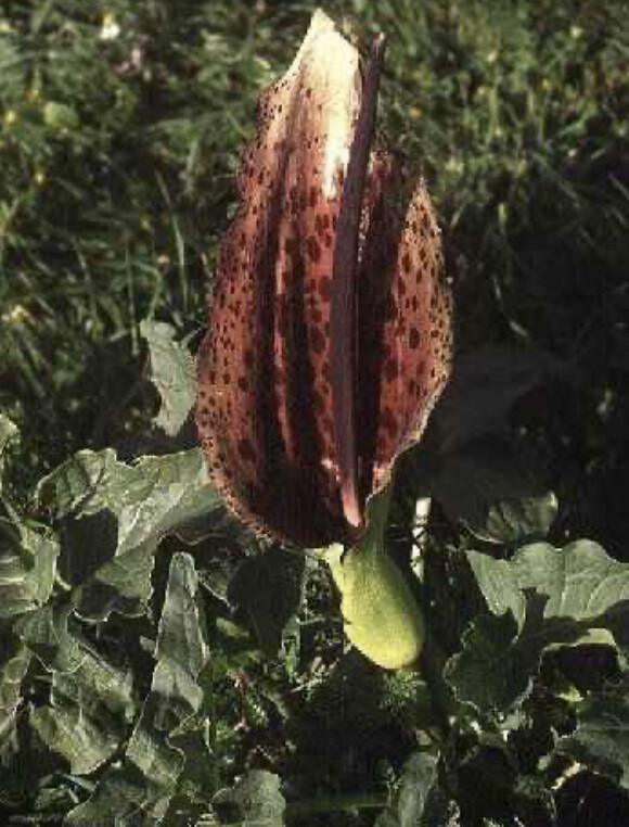 Arum