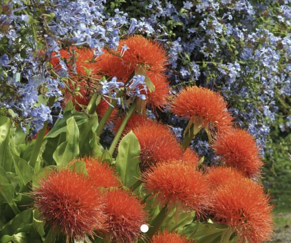 Blutblume Blutblume