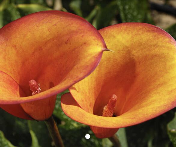 Calla (Zantedeschia) Calla (Zantedeschia)