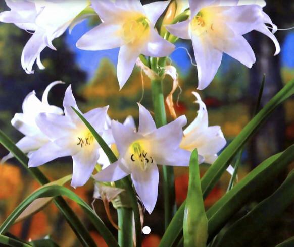Gartenamaryllis