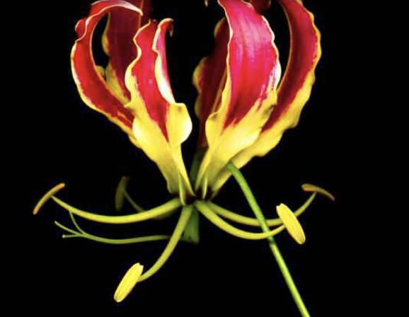 Gloriosa (Ruhmeskrone)