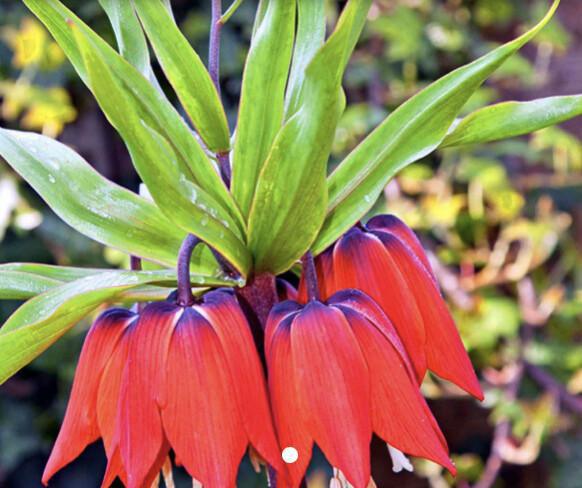 Kaiserkronen (Fritillaria)