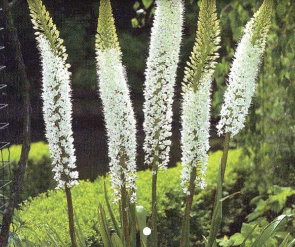 Steppenkerze Eremurus Steppenkerze Eremurus