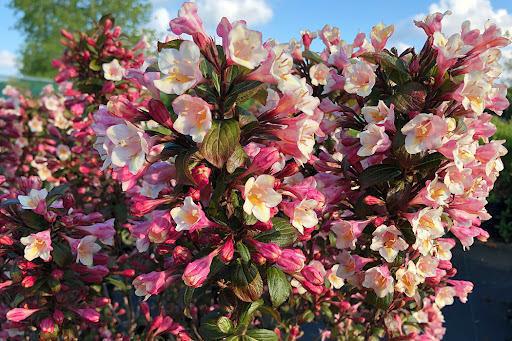514627 Zwerg Weigelia Vintage