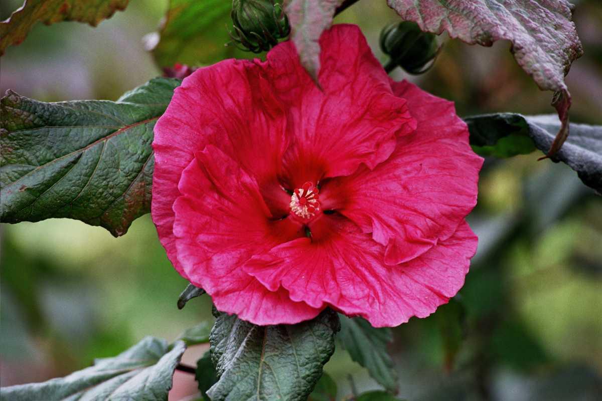 514625 Riesen Hibiscus Plum Crazy