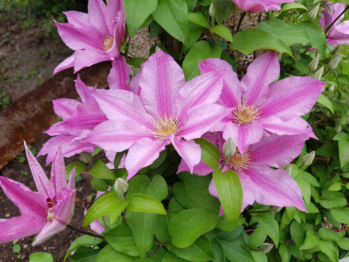 514629 Balkon Clematis Elodi