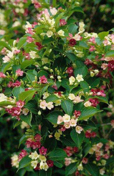 514638 Duftende Weigelia Konfetti