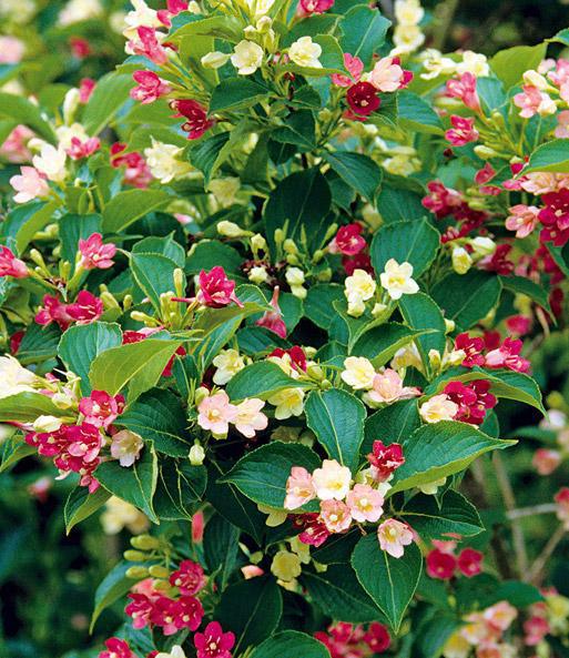514638 Duftende Weigelia Konfetti