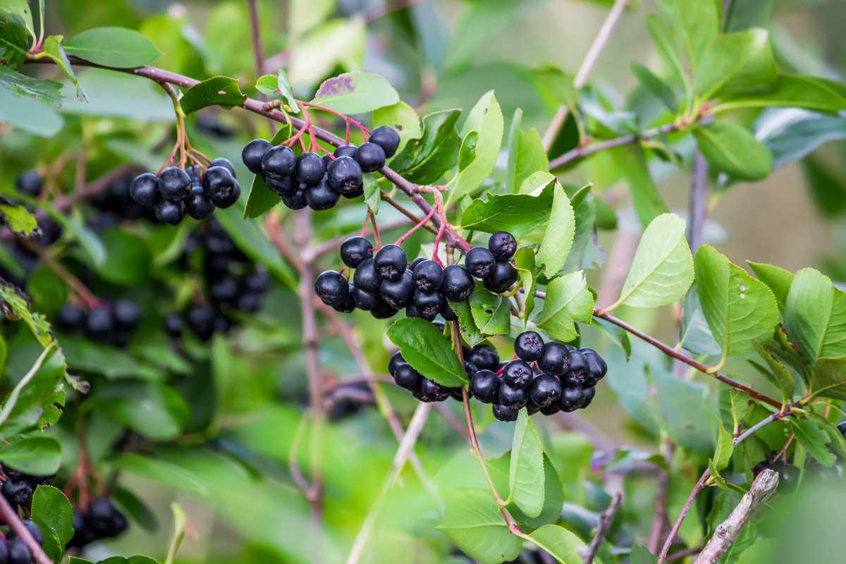 514636 Aronia