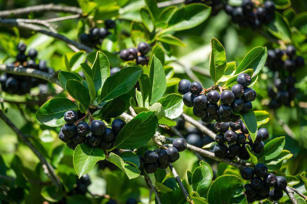 514636 Aronia