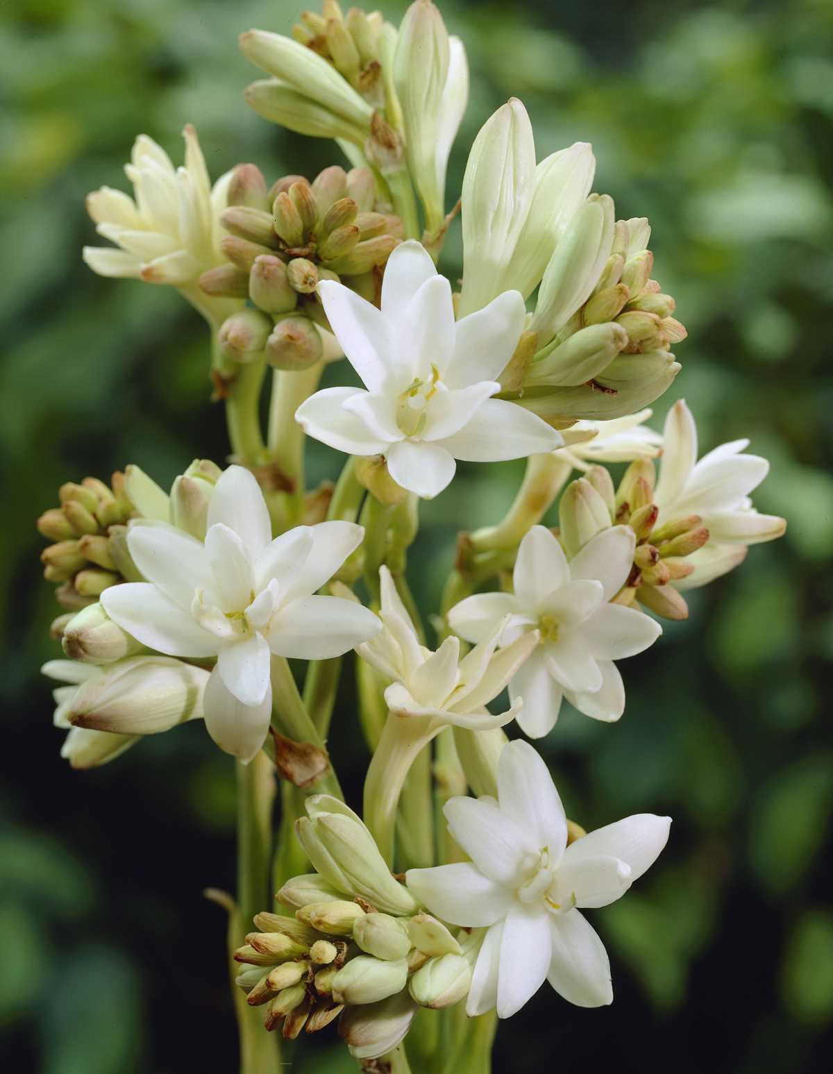 514254 Parfüm Tuberosa