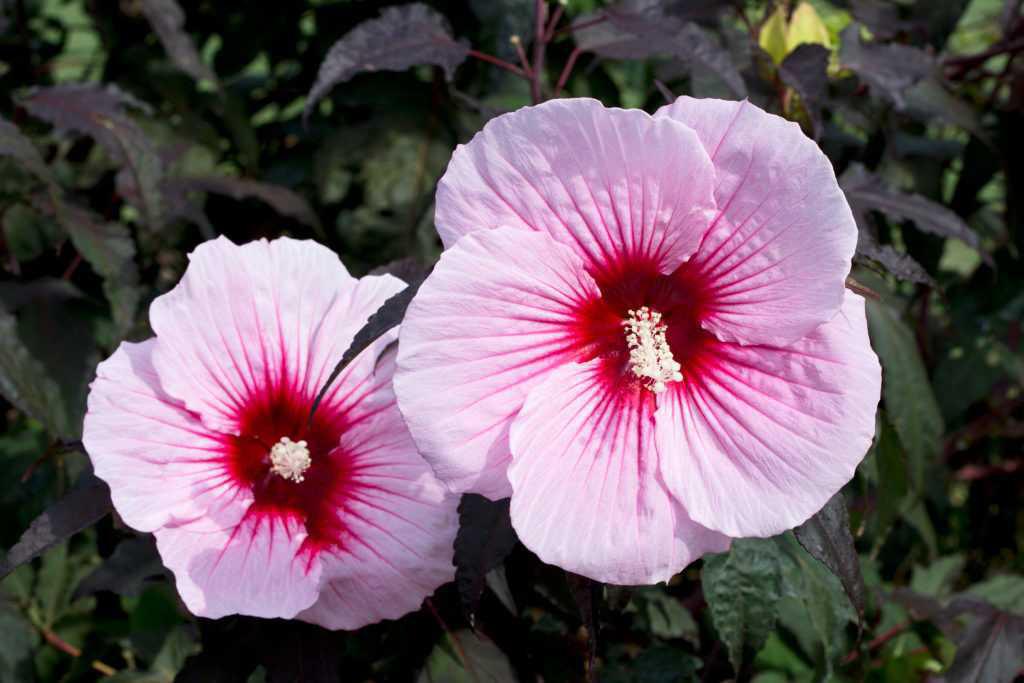 514642 Jumbo Hibiscus Summer