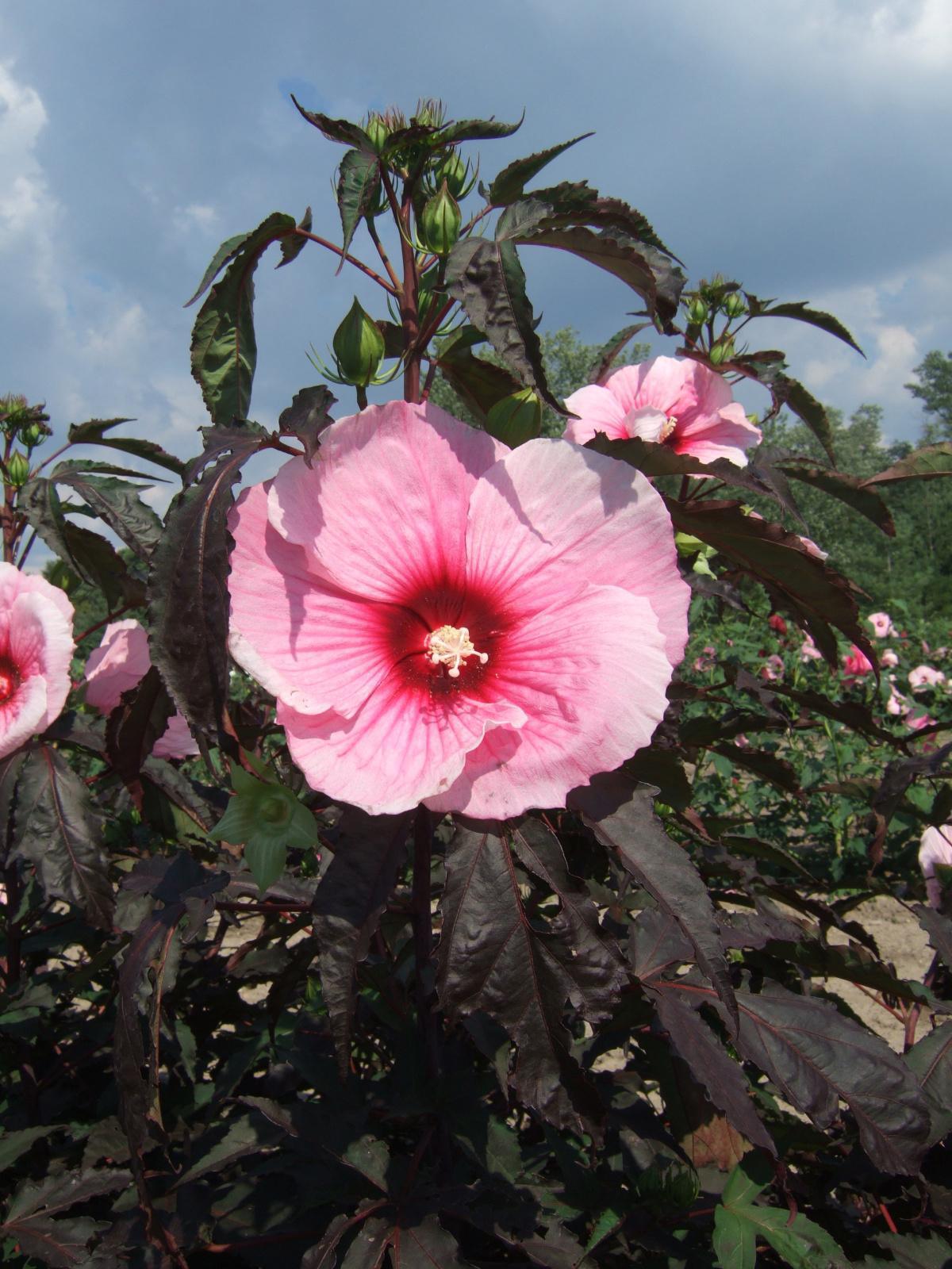 514642 Jumbo Hibiscus Summer