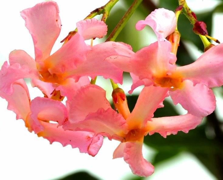 514641 Toskanischer Jasmin Star of Ibiza
