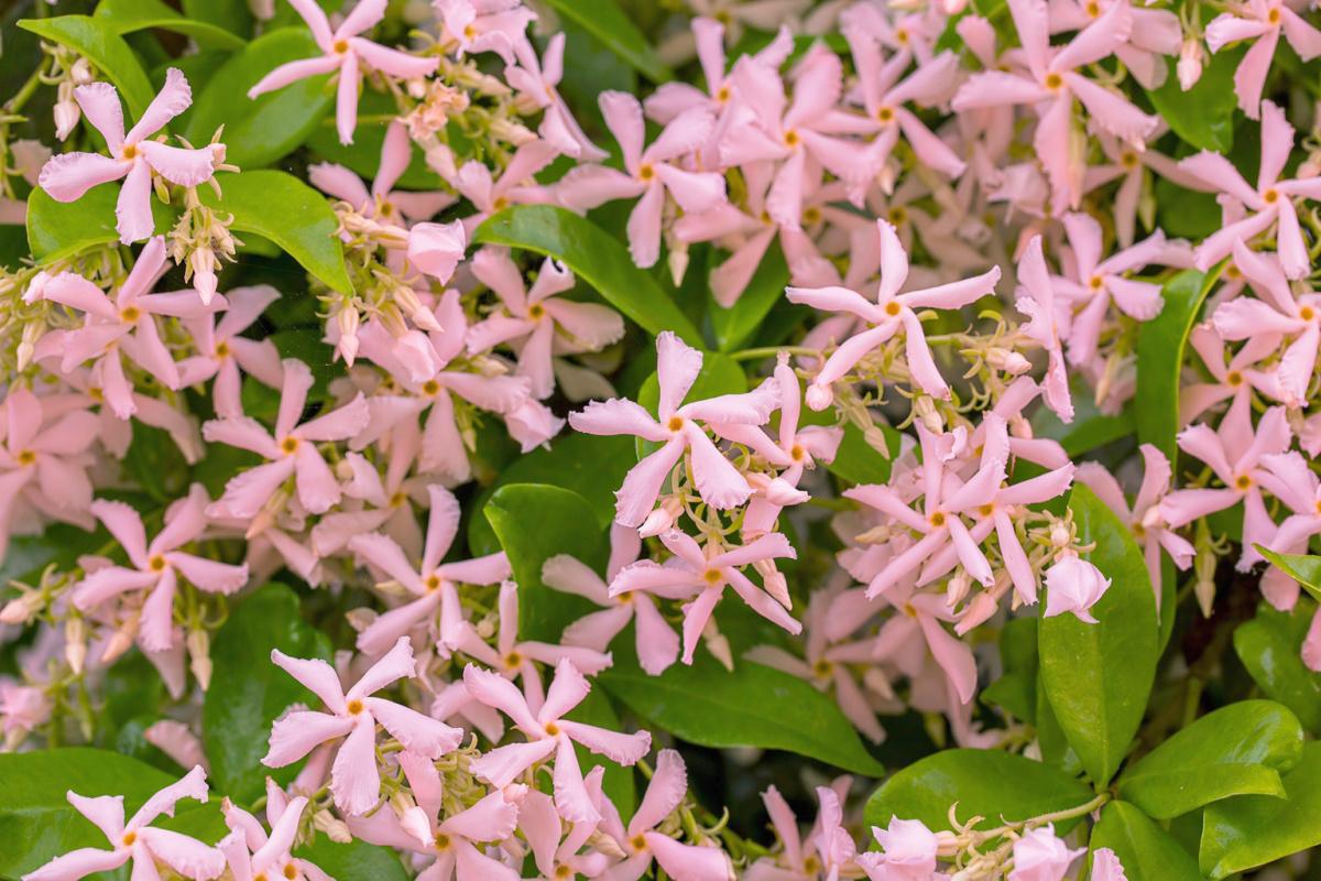 514641 Toskanischer Jasmin Star of Ibiza