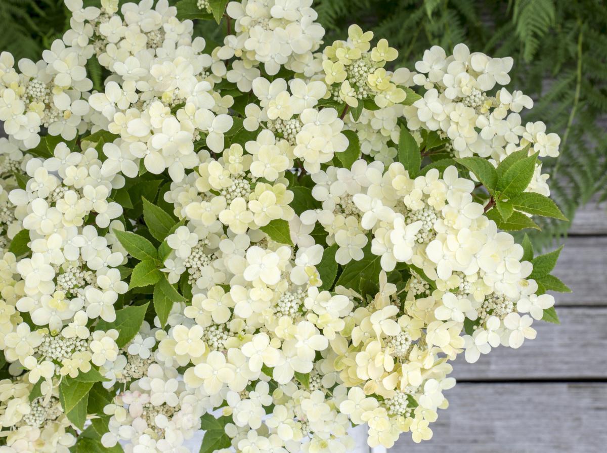 514643 Hydrangea Ophelia