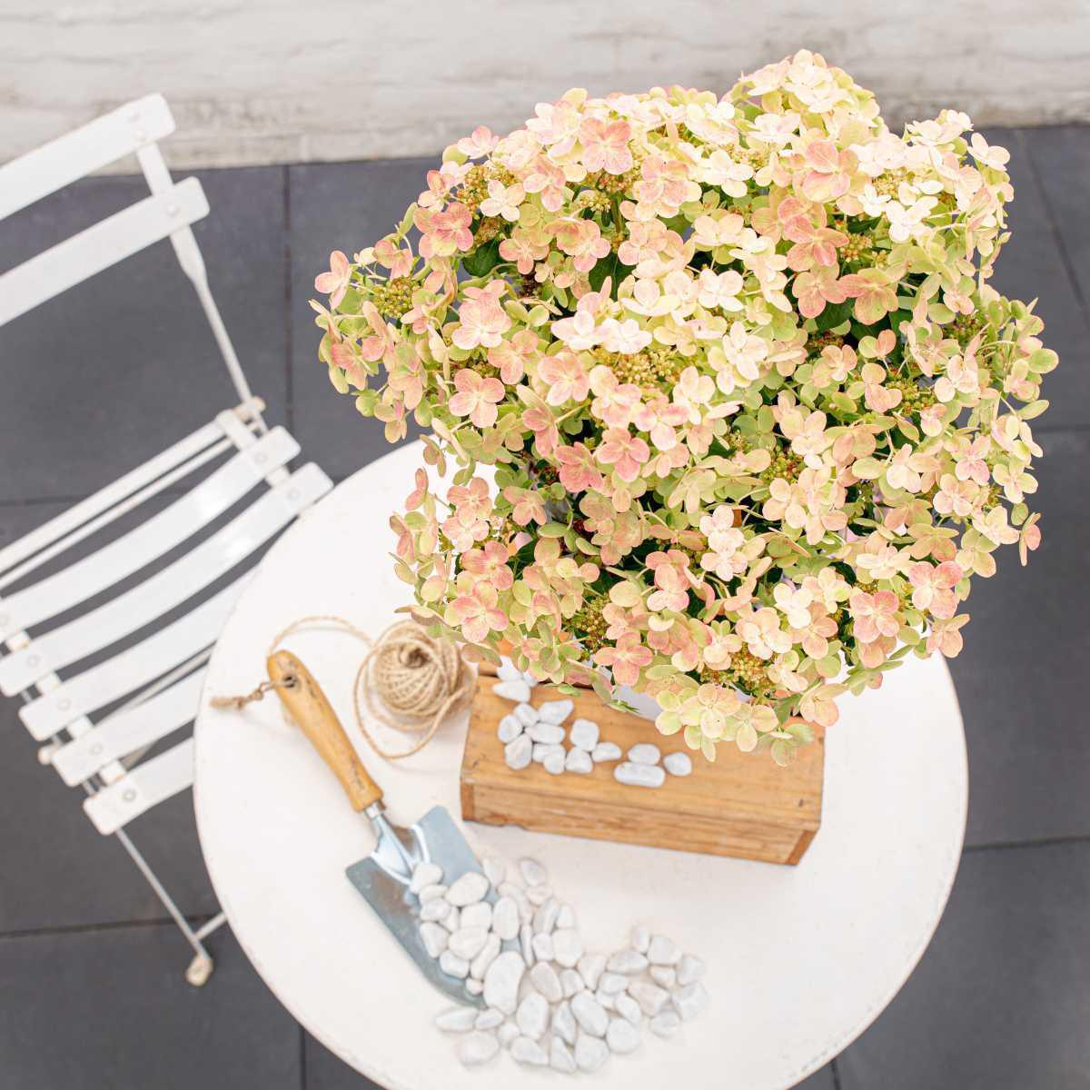 514643 Hydrangea Ophelia