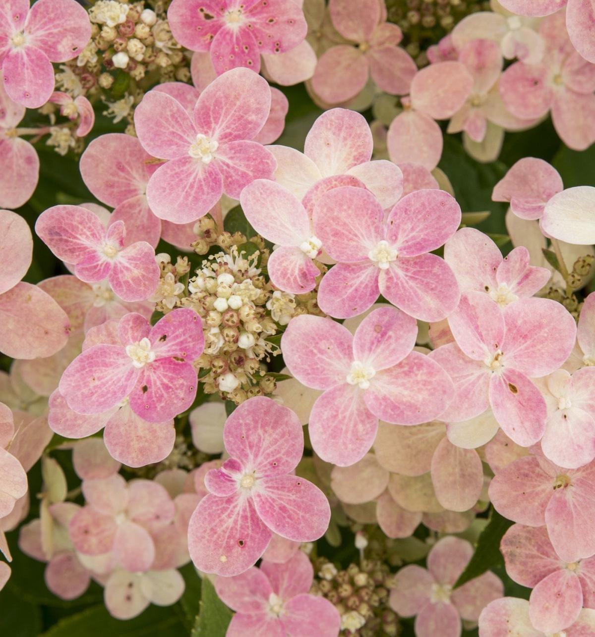 514643 Hydrangea Ophelia