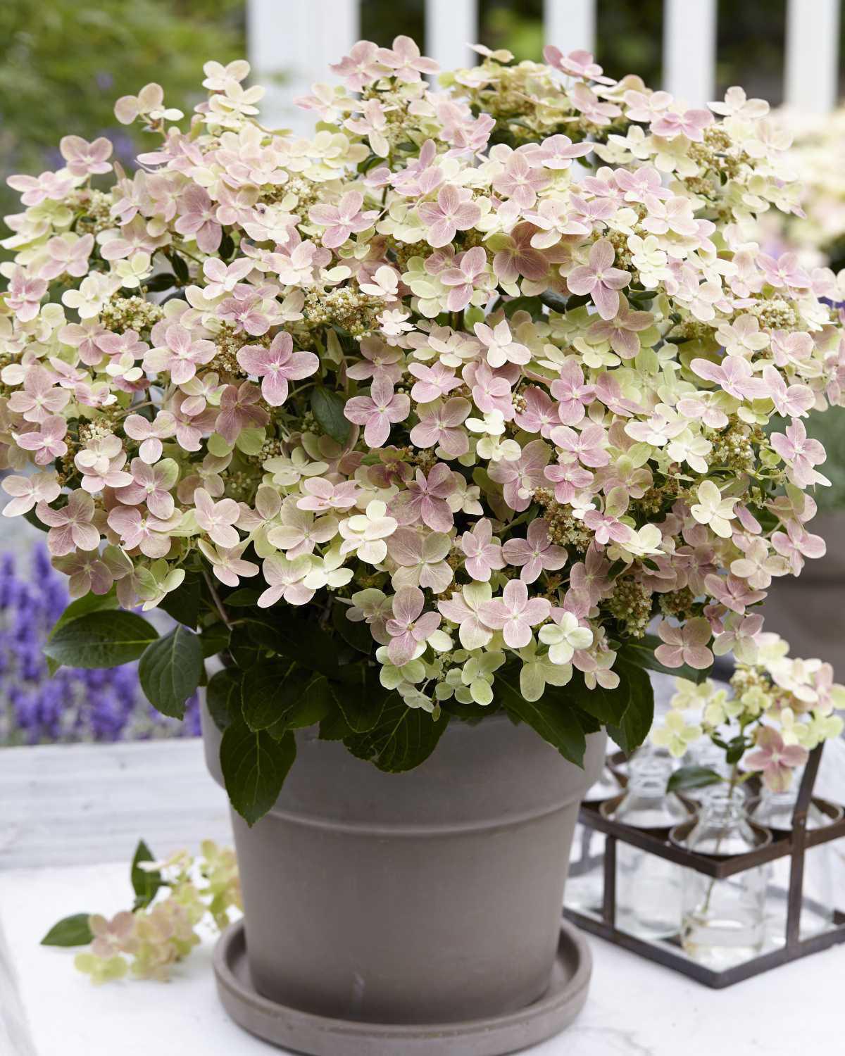 514643 Hydrangea Ophelia
