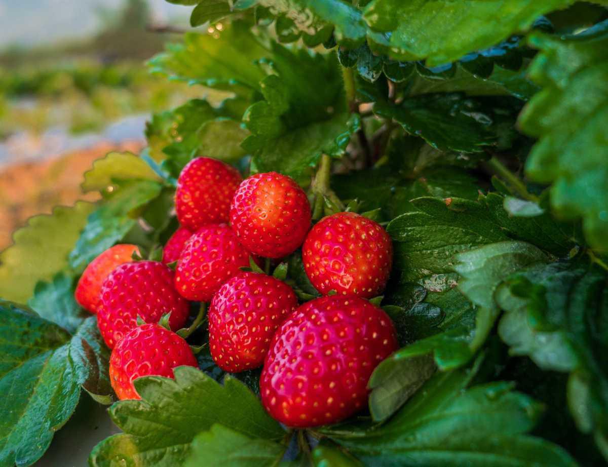 514644 Aroma Erdbeeren Toscana