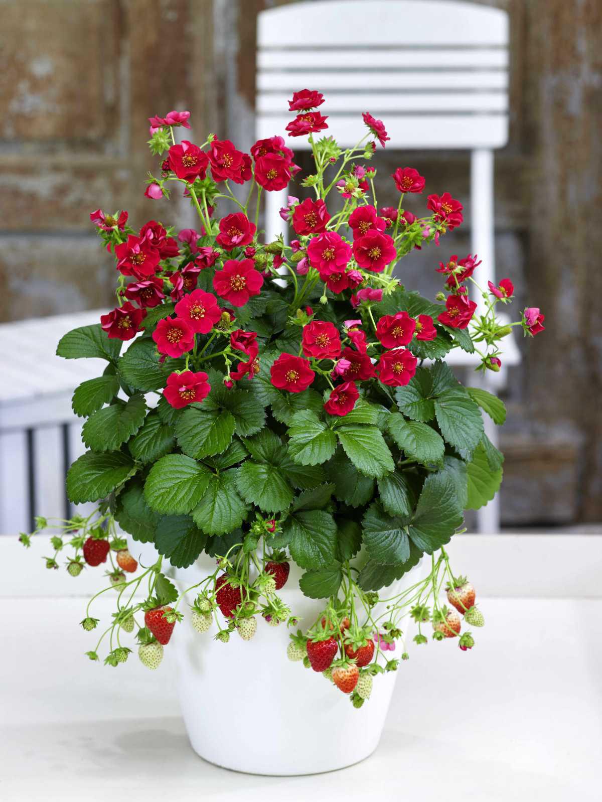514644 Aroma Erdbeeren Toscana