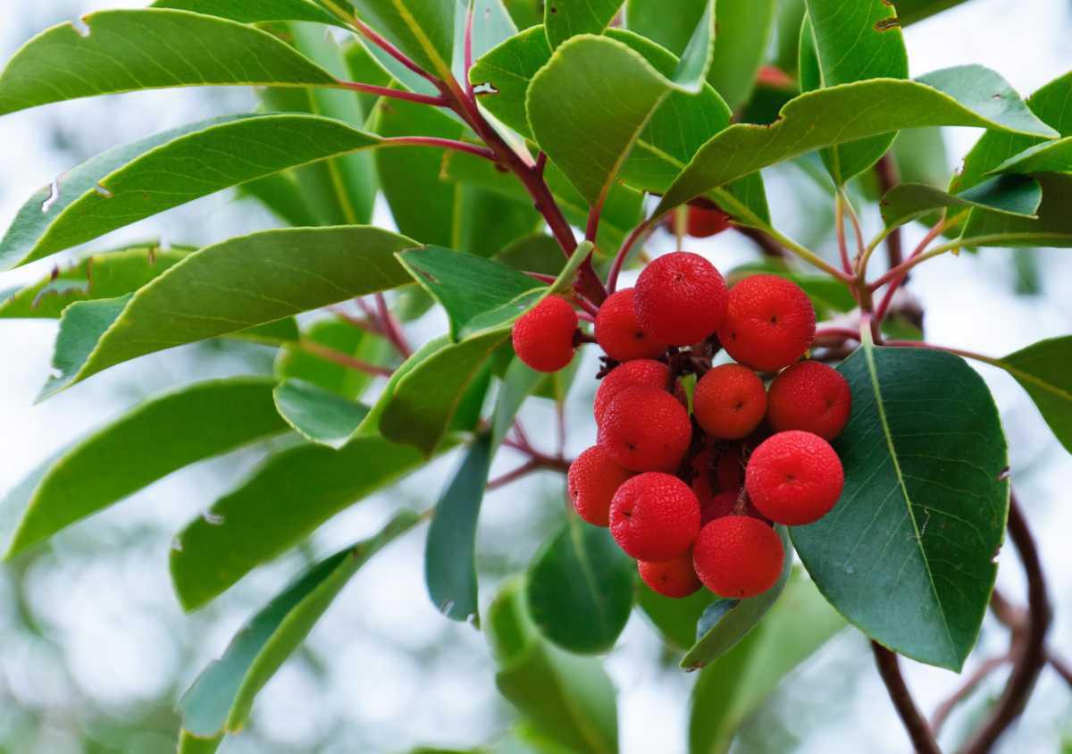 514639 Erdbeerbaum Unedo