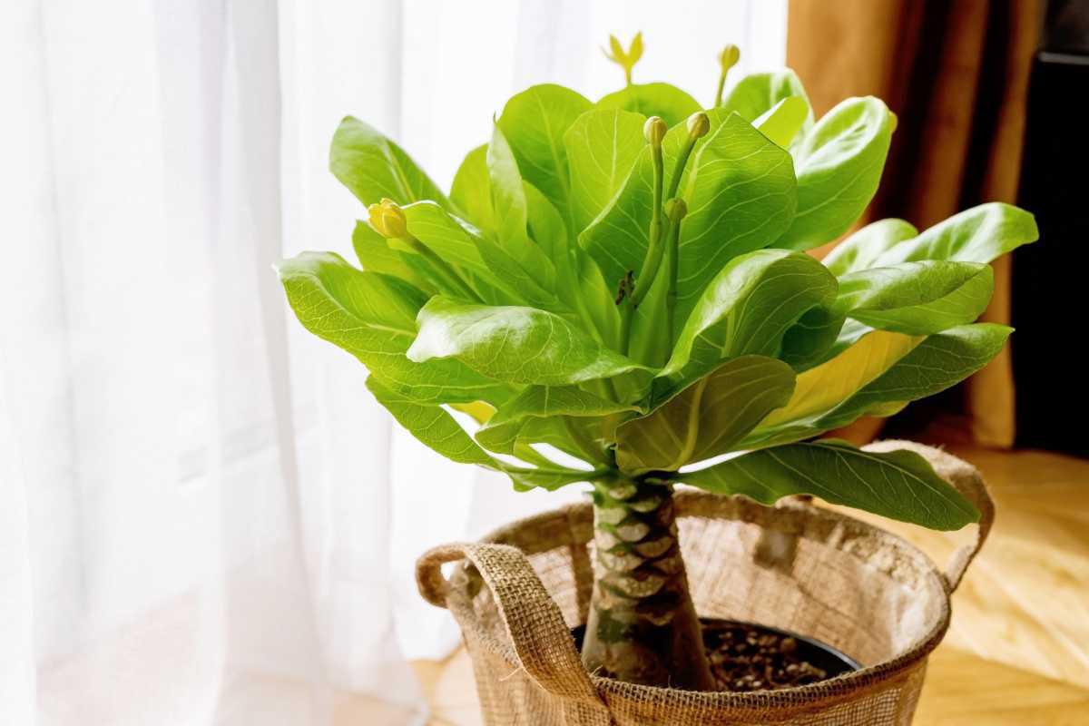 514284 Blühende Hawai Palme