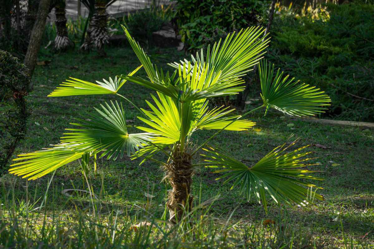 514283 Chinesische Fächerpalme Winterhart